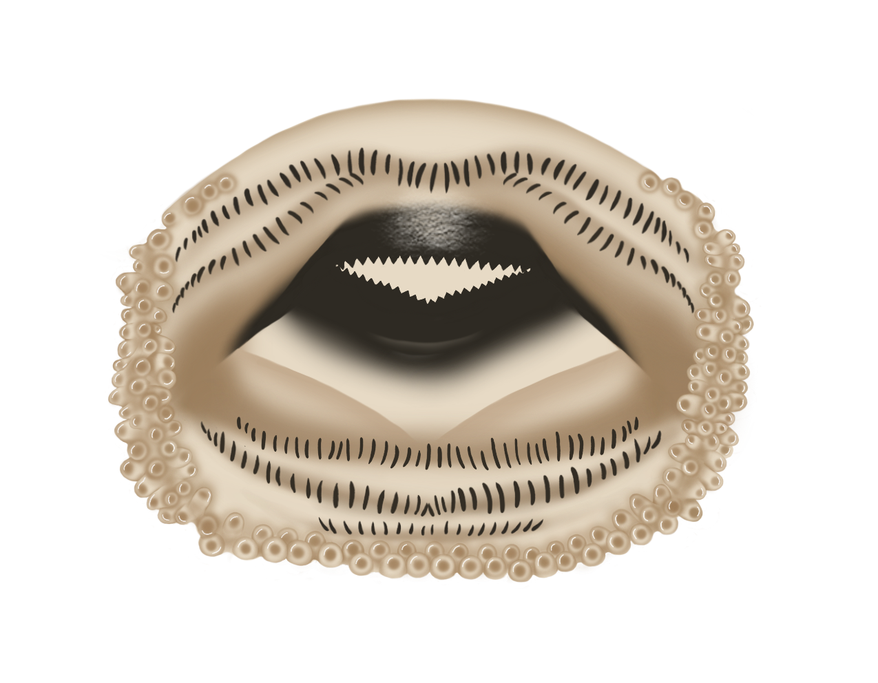 Boca P limellum
