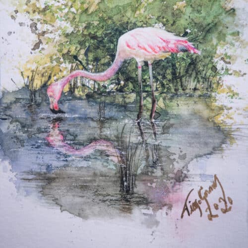 capa flamingo galapagos