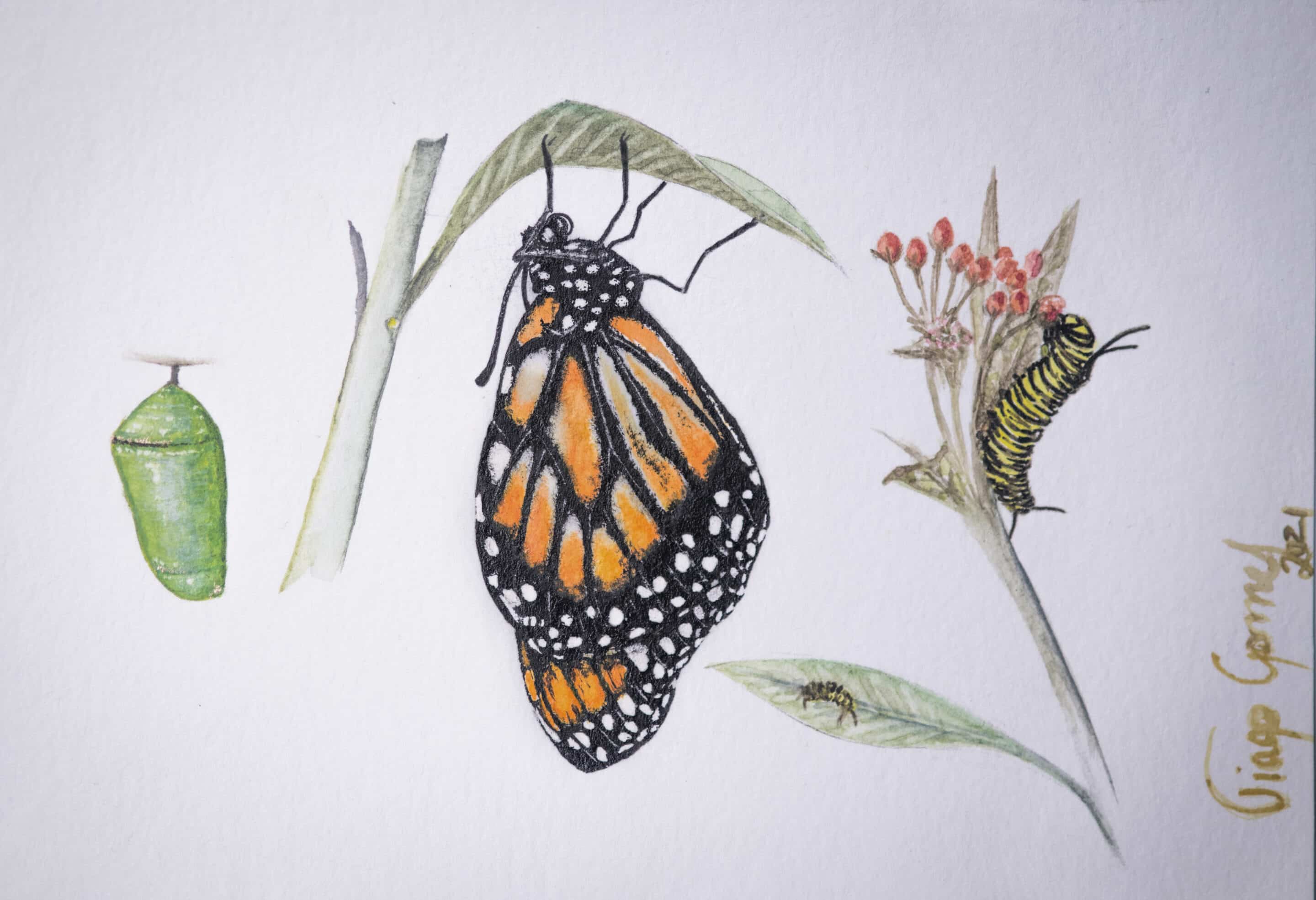 ciclo monarca(borboleta com asas para baixo)