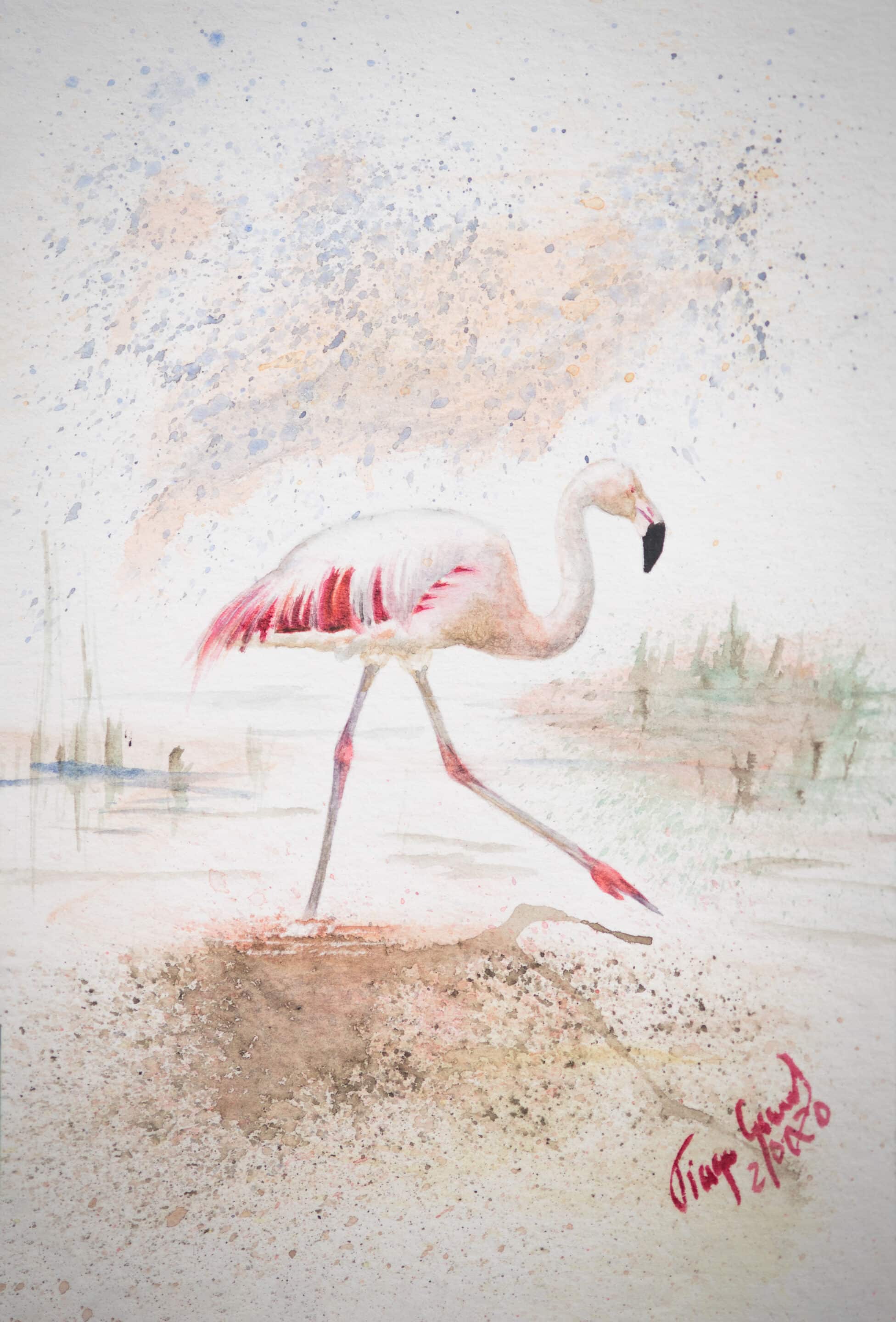 flamingo chileno