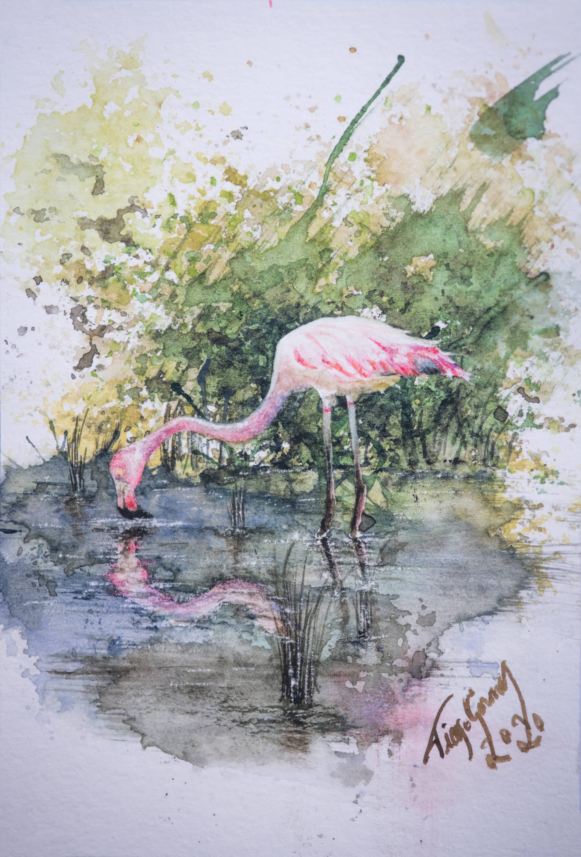flamingo galapagos