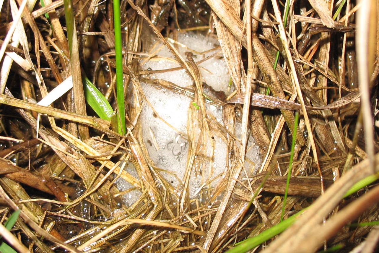 Physalaemus henselii Girinos do Pampa